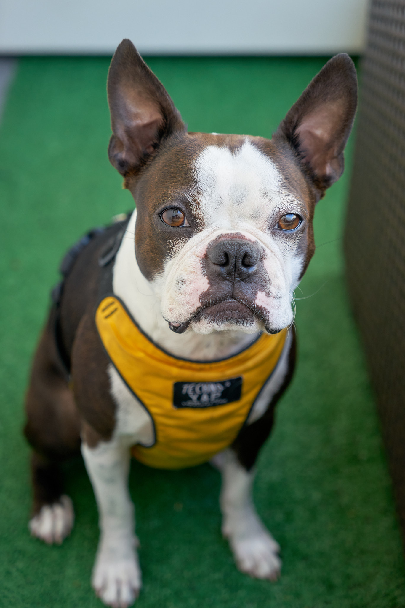 Bulli - SONY - SONY ILCE-7R - FE 24-70mm F4 ZA OSS