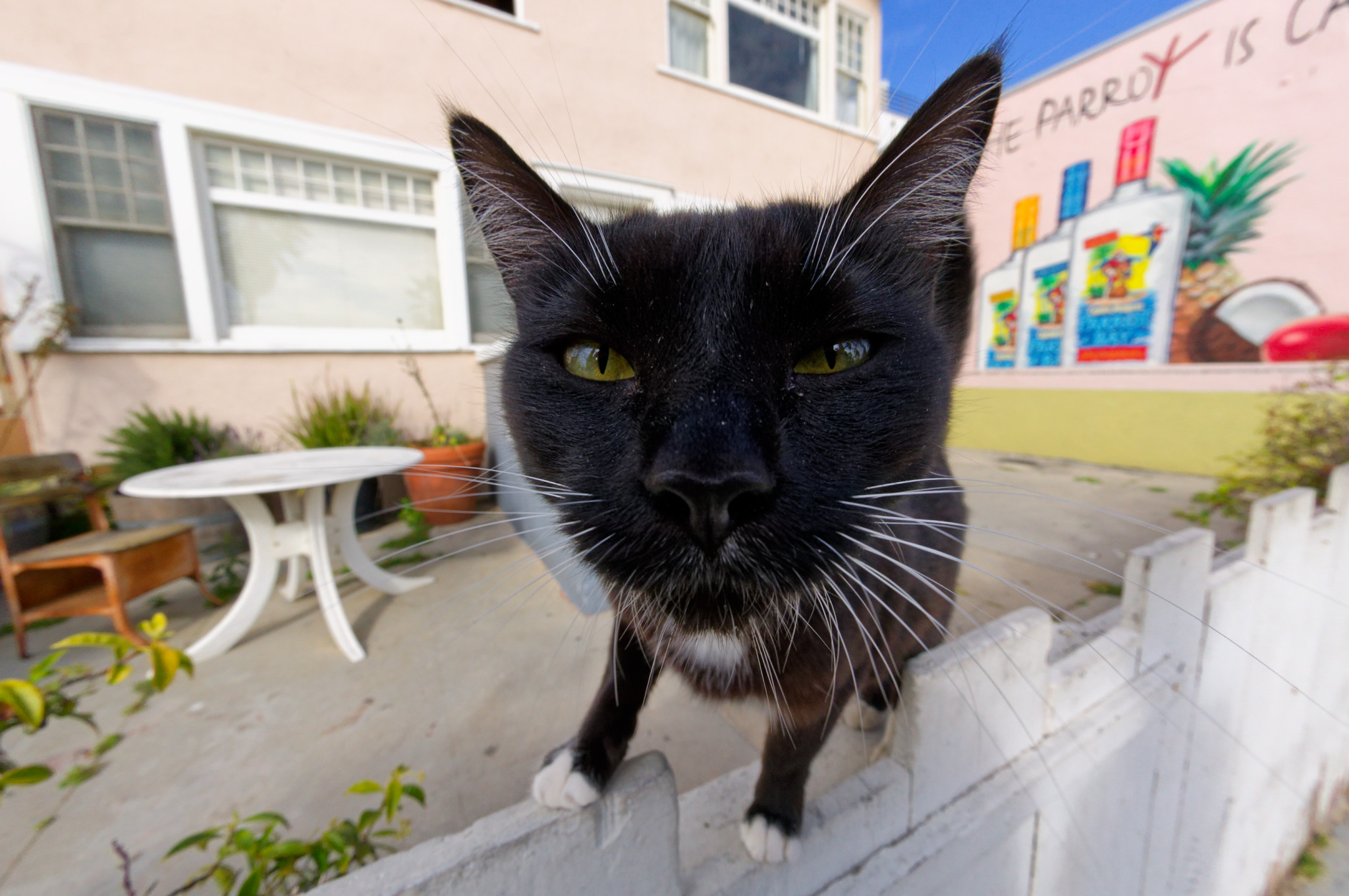 NIKON CORPORATION - NIKON D70