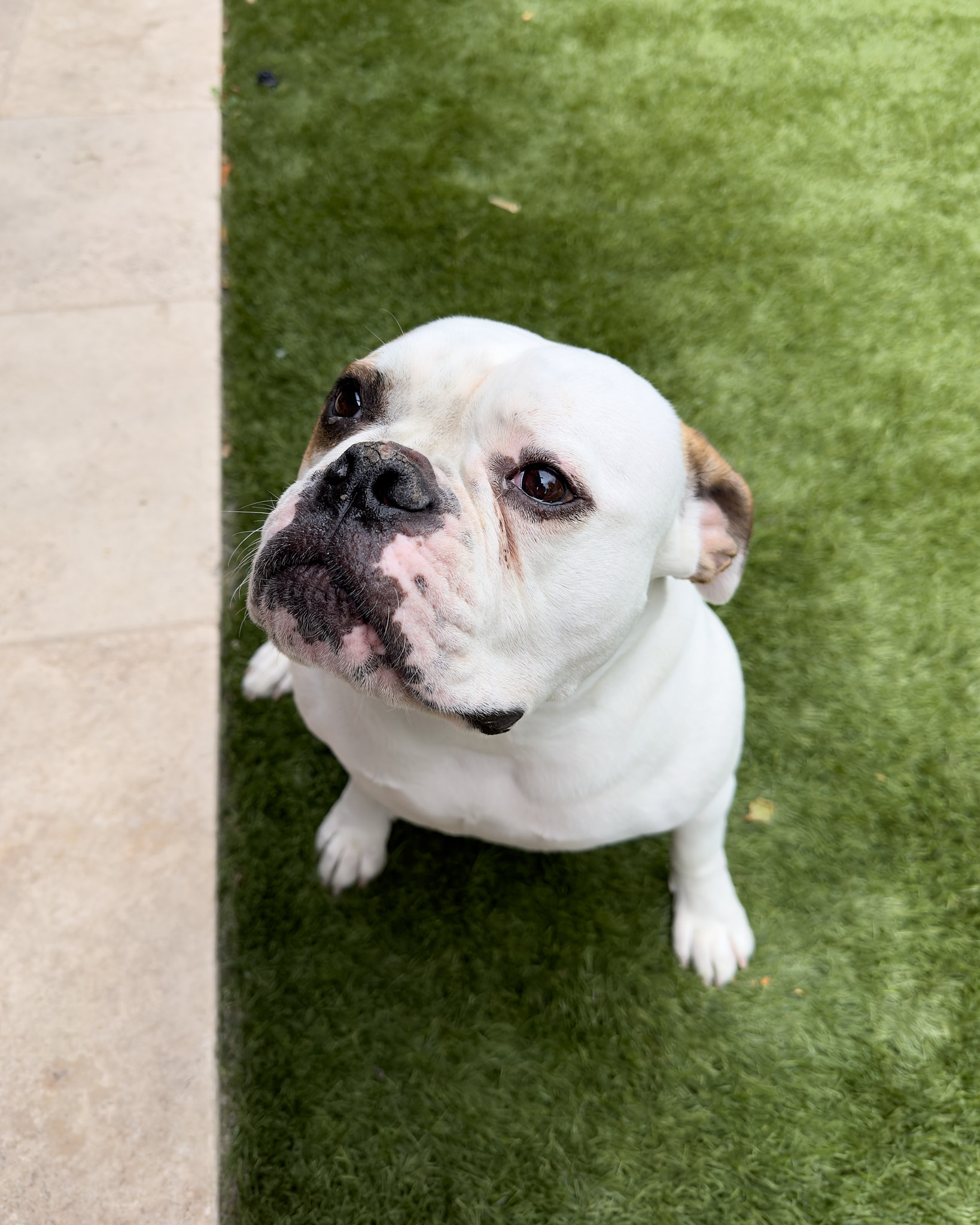 Pepper - Apple - iPhone 14 Pro Max - iPhone 14 Pro Max Main (6.9mm)