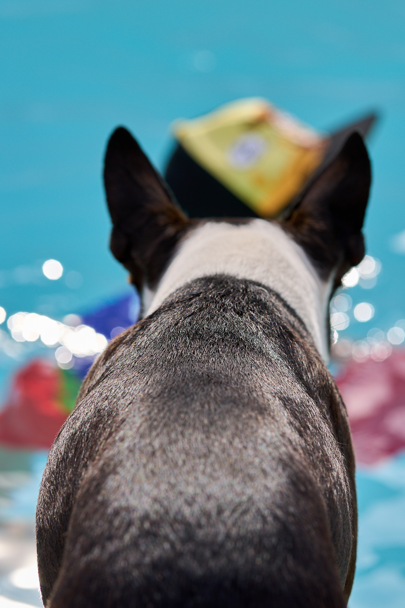 Bulli - SONY - SONY ILCE-7RM3 - FE 85mm F1.8