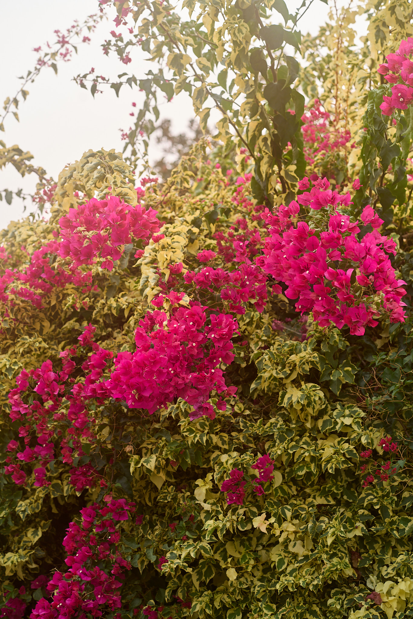 SONY - SONY ILCE-7RM3 - FE 85mm F1.8