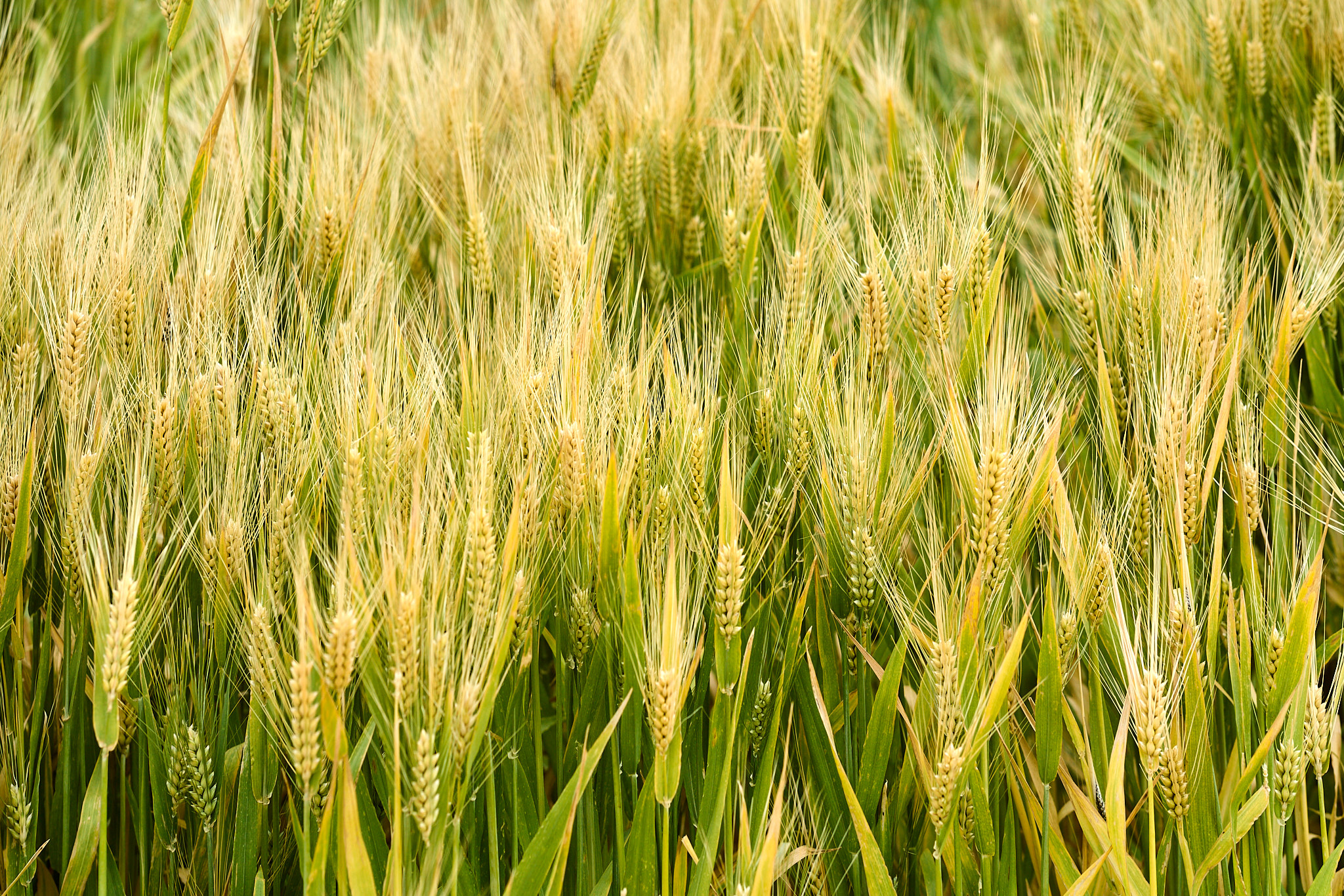 Underwood Family Farms - SONY - SONY ILCE-7RM3 - FE 85mm F1.8