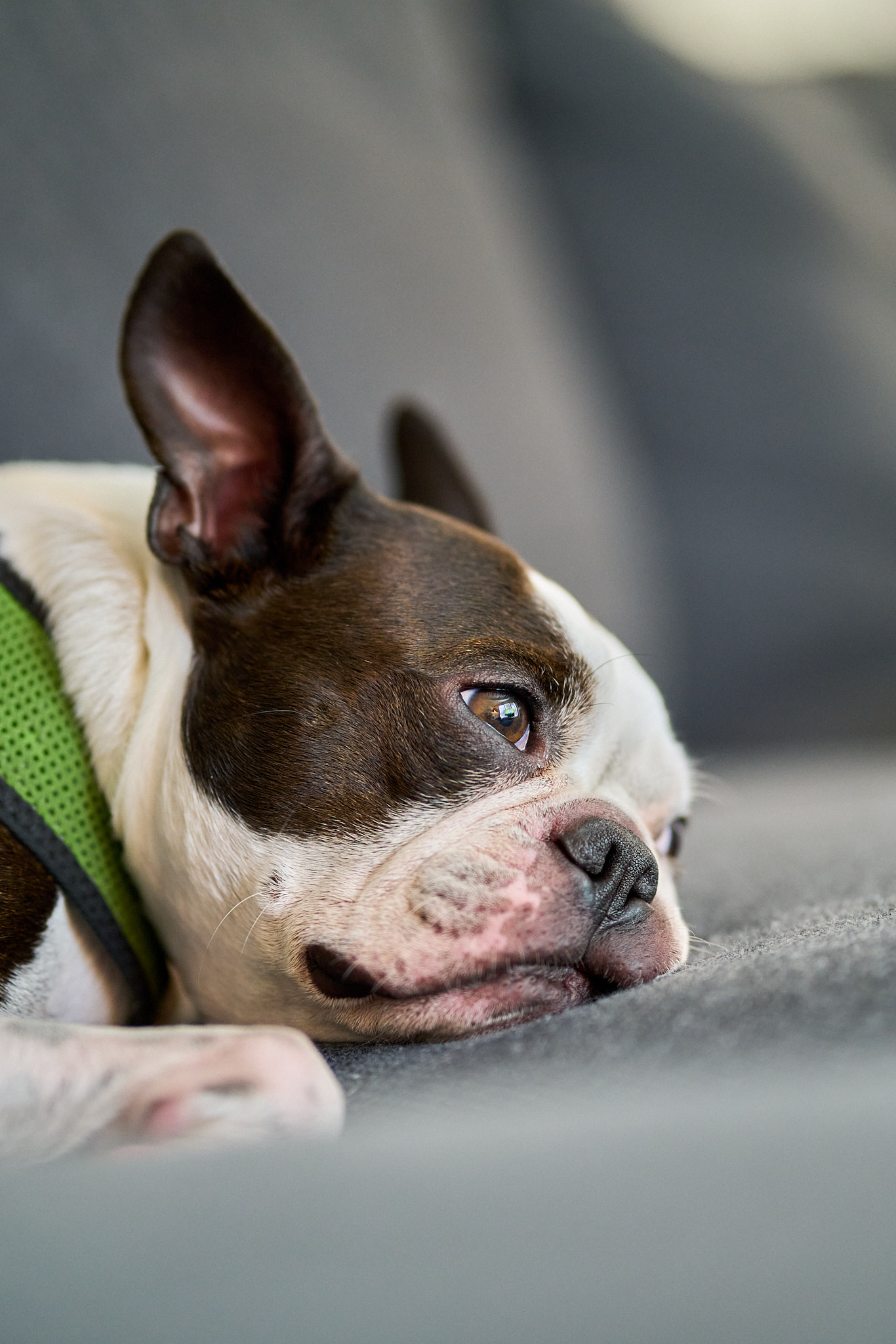 Bulli - SONY - SONY ILCE-7RM3 - FE 85mm F1.8