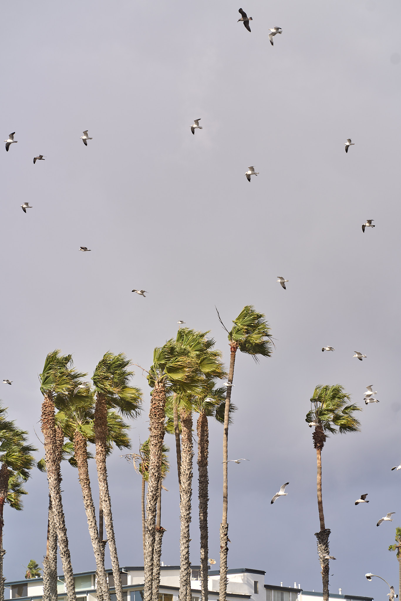 SONY - SONY ILCE-7RM3 - FE 85mm F1.8