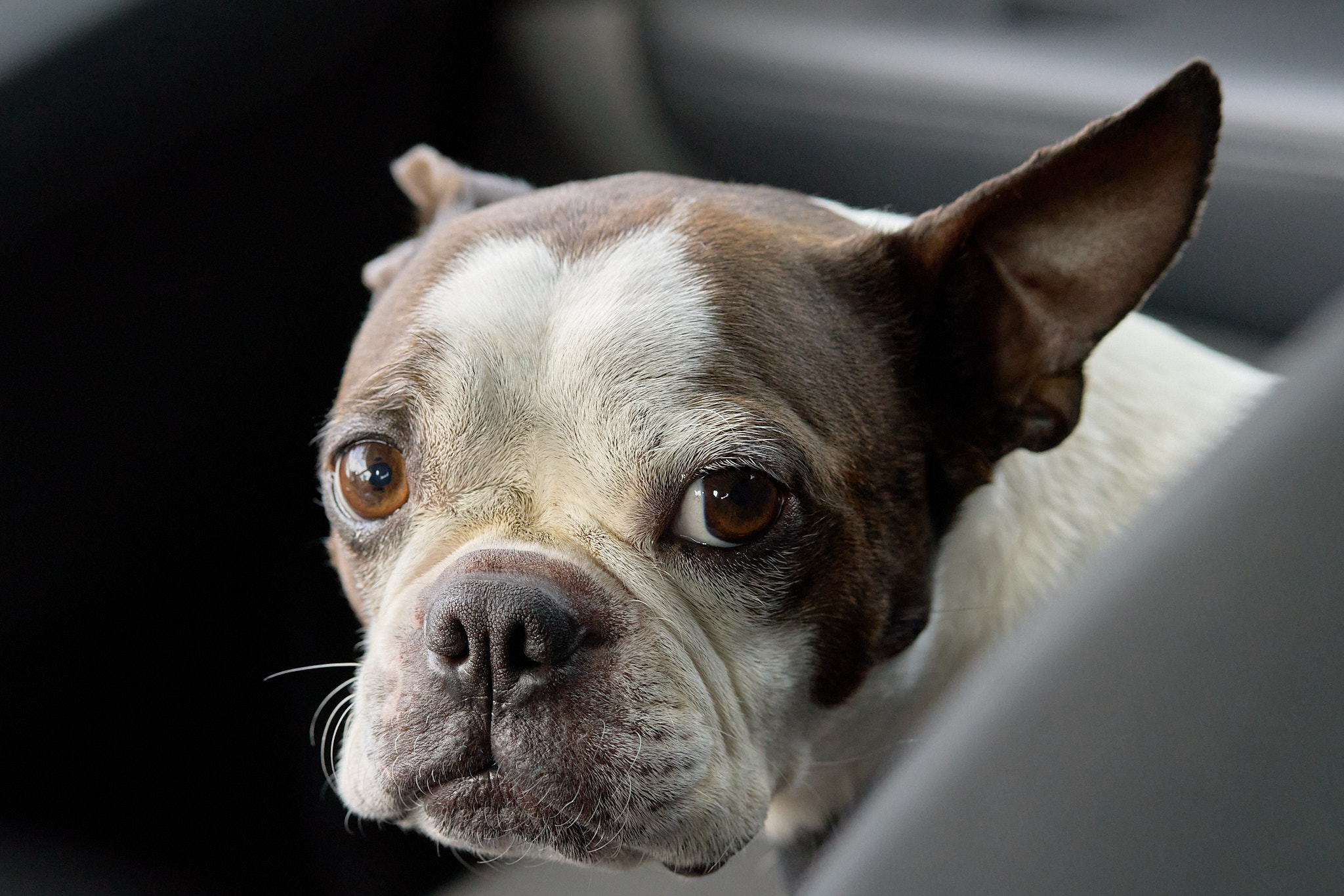 Bulli - SONY - SONY ILCE-7RM3 - FE 85mm F1.8