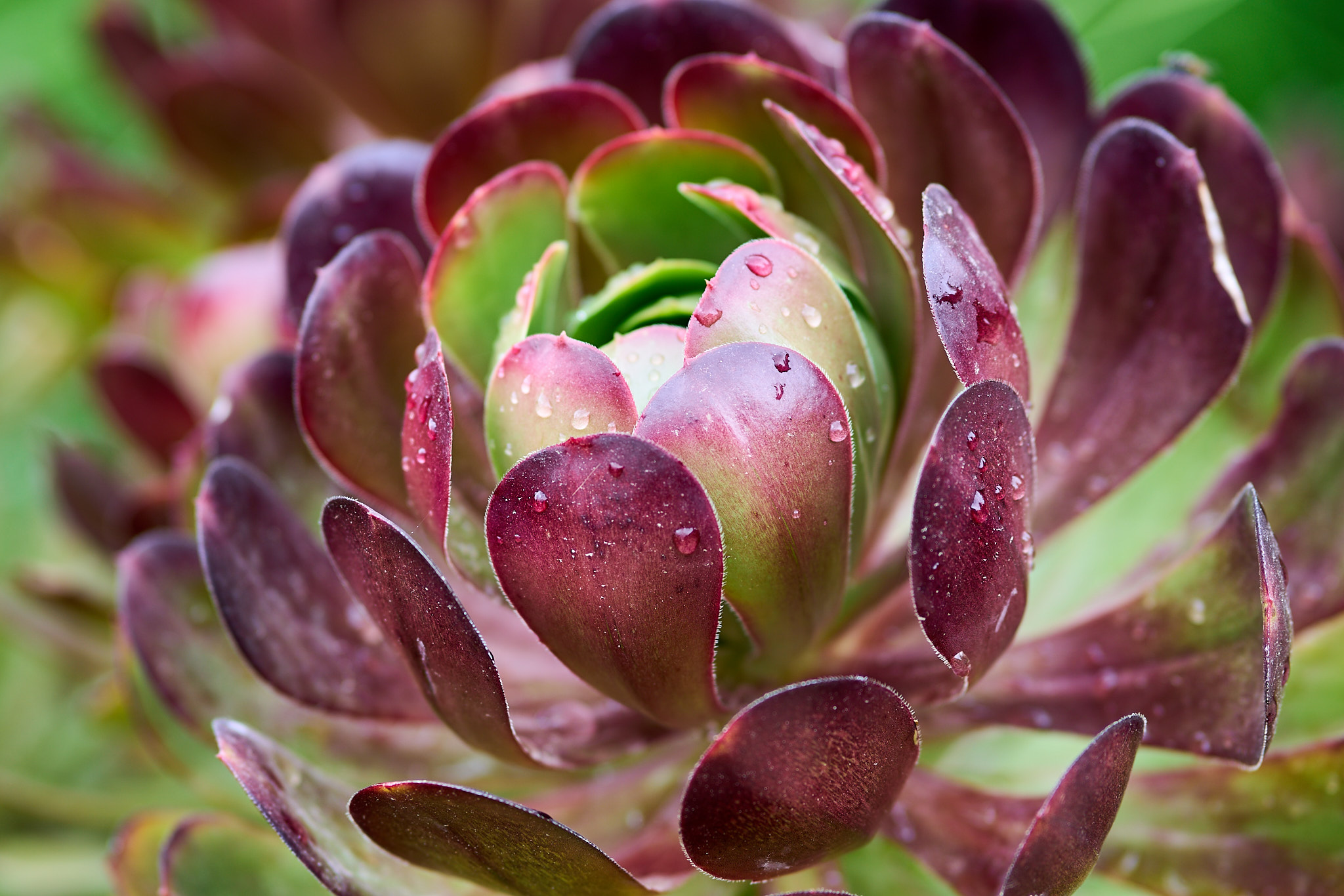 Descanso Gardens - SONY - SONY ILCE-7RM3 - FE 85mm F1.8