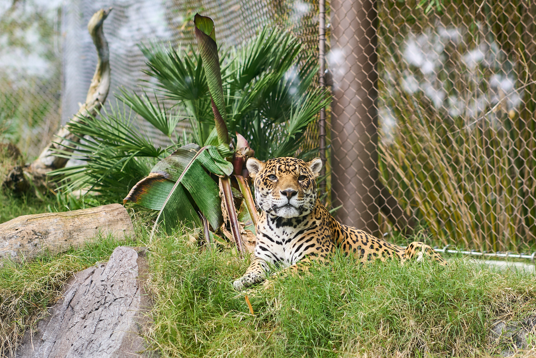 LA Zoo - SONY - SONY ILCE-7RM3 - FE 85mm F1.8