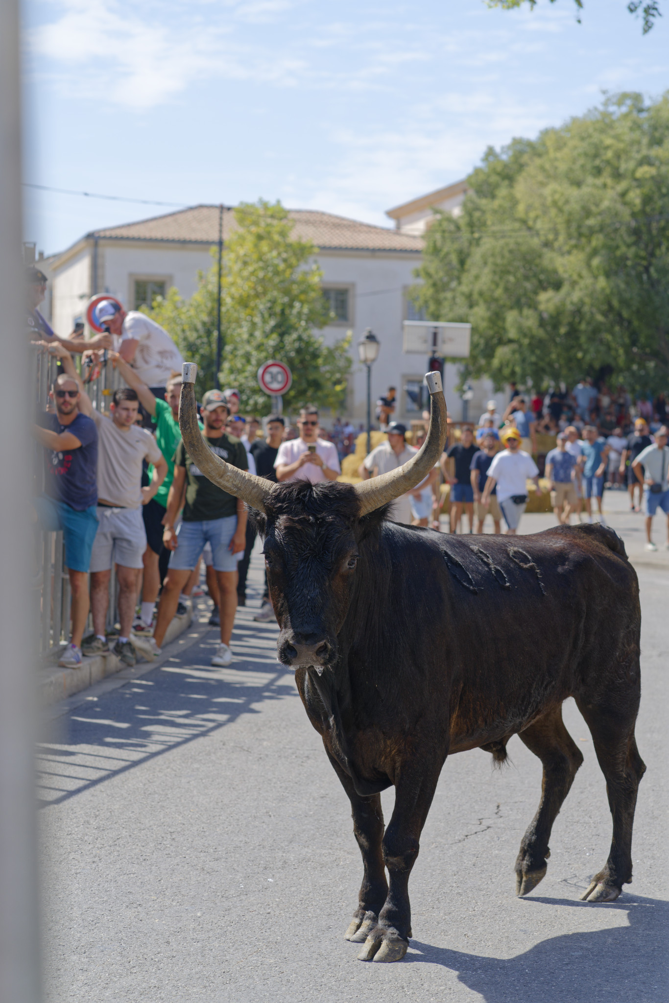 Saint-Rémy-de-Provence - SONY - SONY ILCE-7RM3 - FE 85mm F1.8