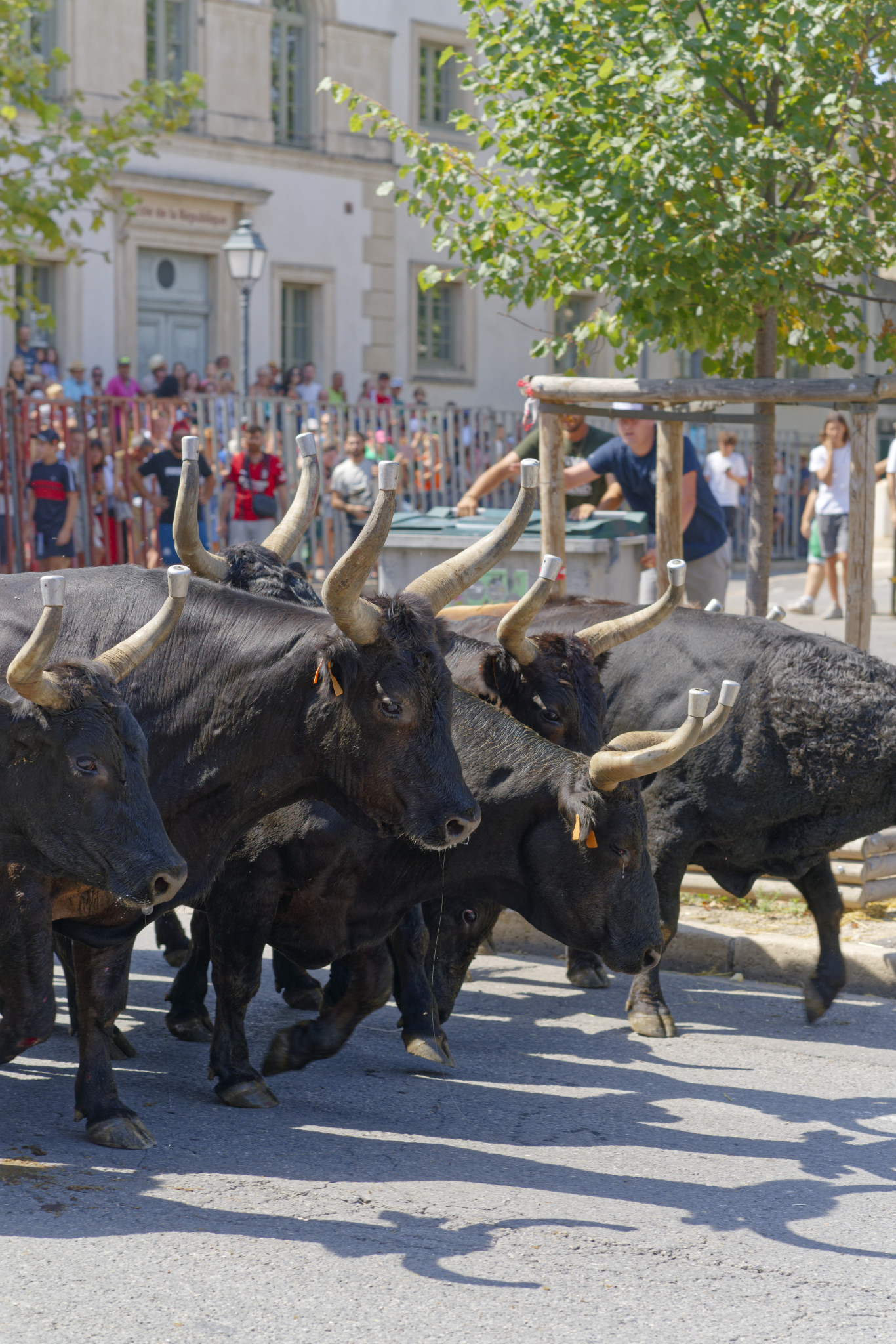 Saint-Rémy-de-Provence - SONY - SONY ILCE-7RM3 - FE 85mm F1.8