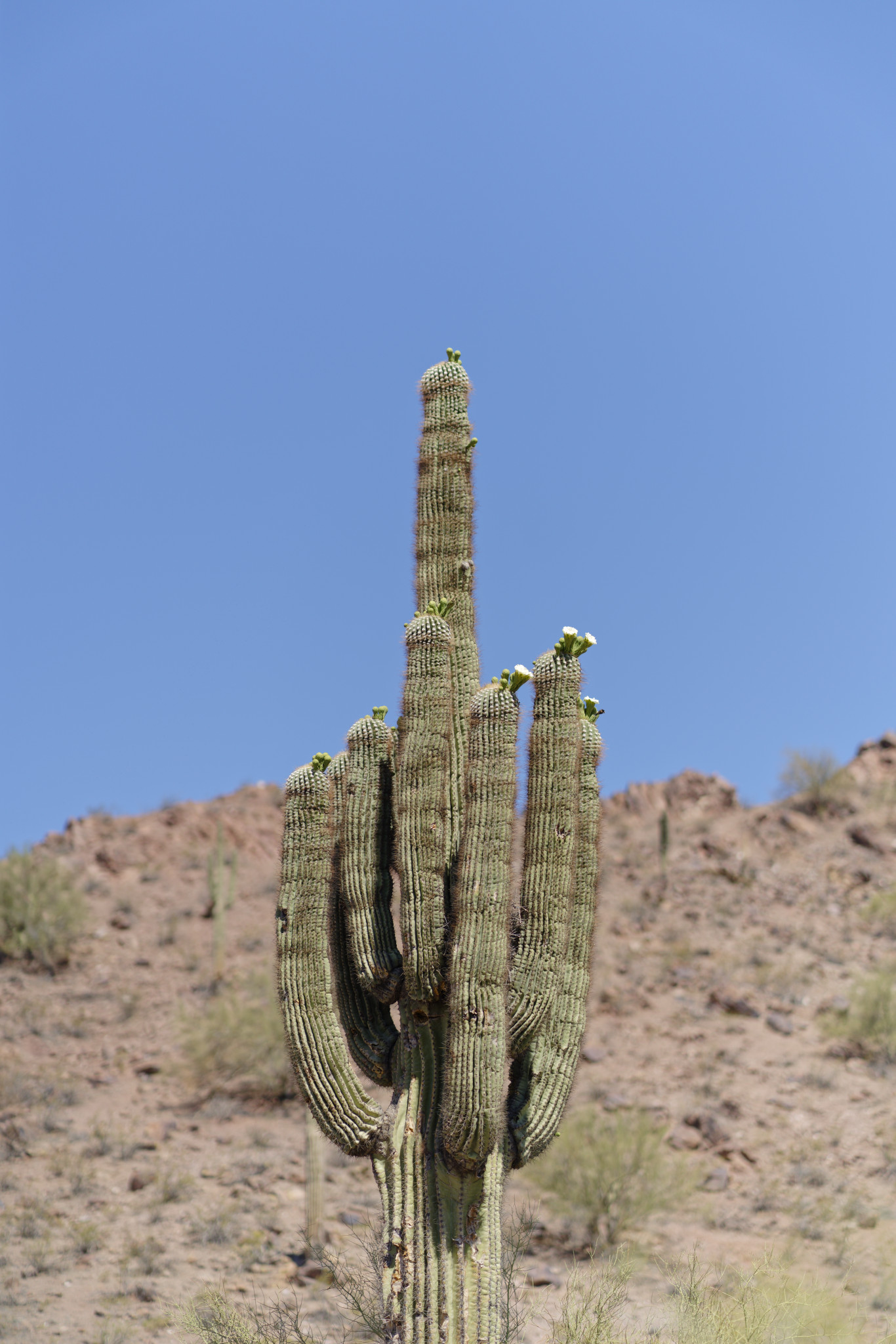 Saguaro - SONY - SONY ILCE-7RM3 - FE 85mm F1.8