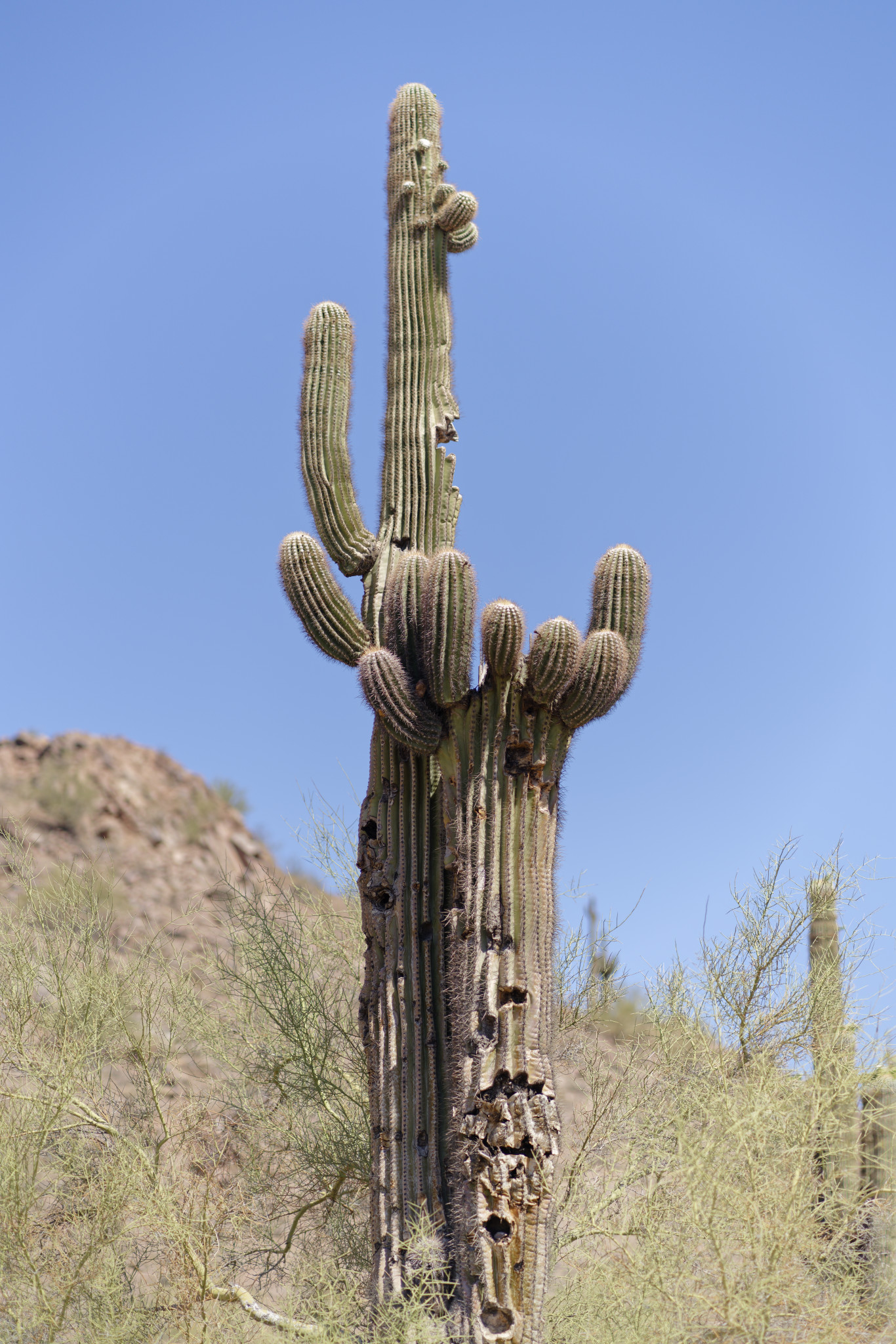 Saguaro - SONY - SONY ILCE-7RM3 - FE 85mm F1.8