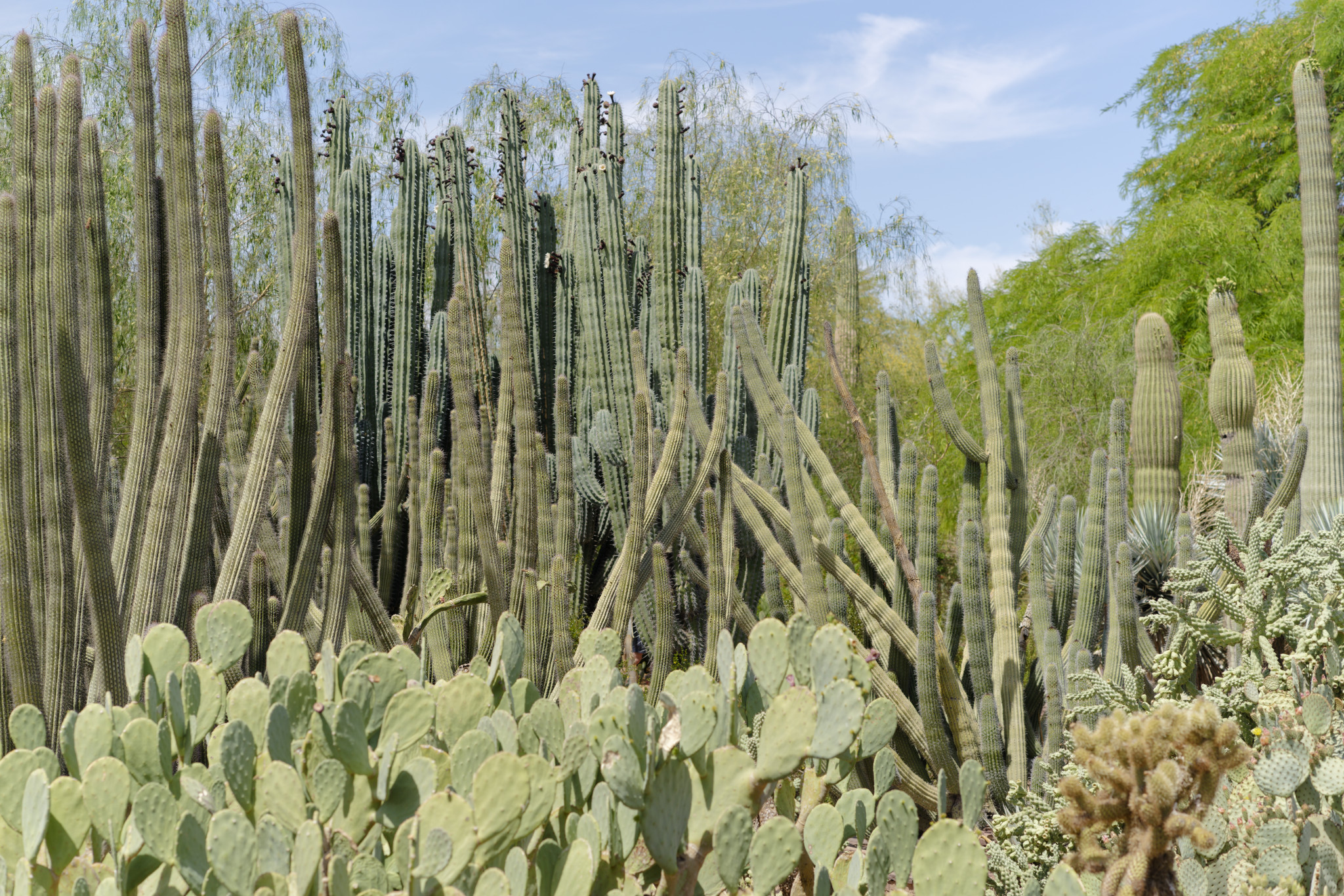 Desert Botanical Garden - SONY - SONY ILCE-7RM3 - FE 85mm F1.8