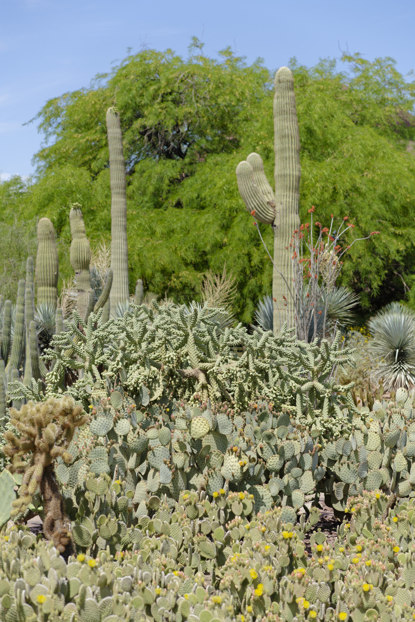 Desert Botanical Garden - SONY - SONY ILCE-7RM3 - FE 85mm F1.8