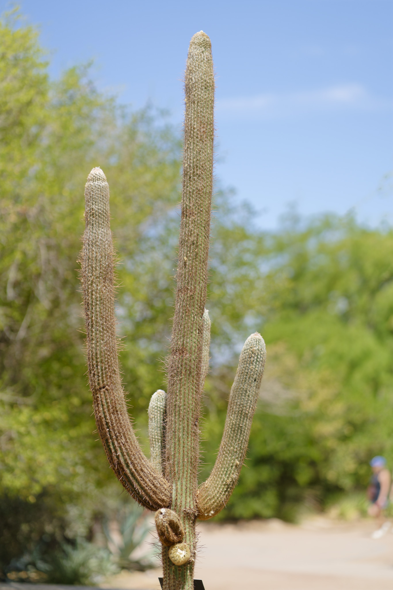 Desert Botanical Garden - SONY - SONY ILCE-7RM3 - FE 85mm F1.8