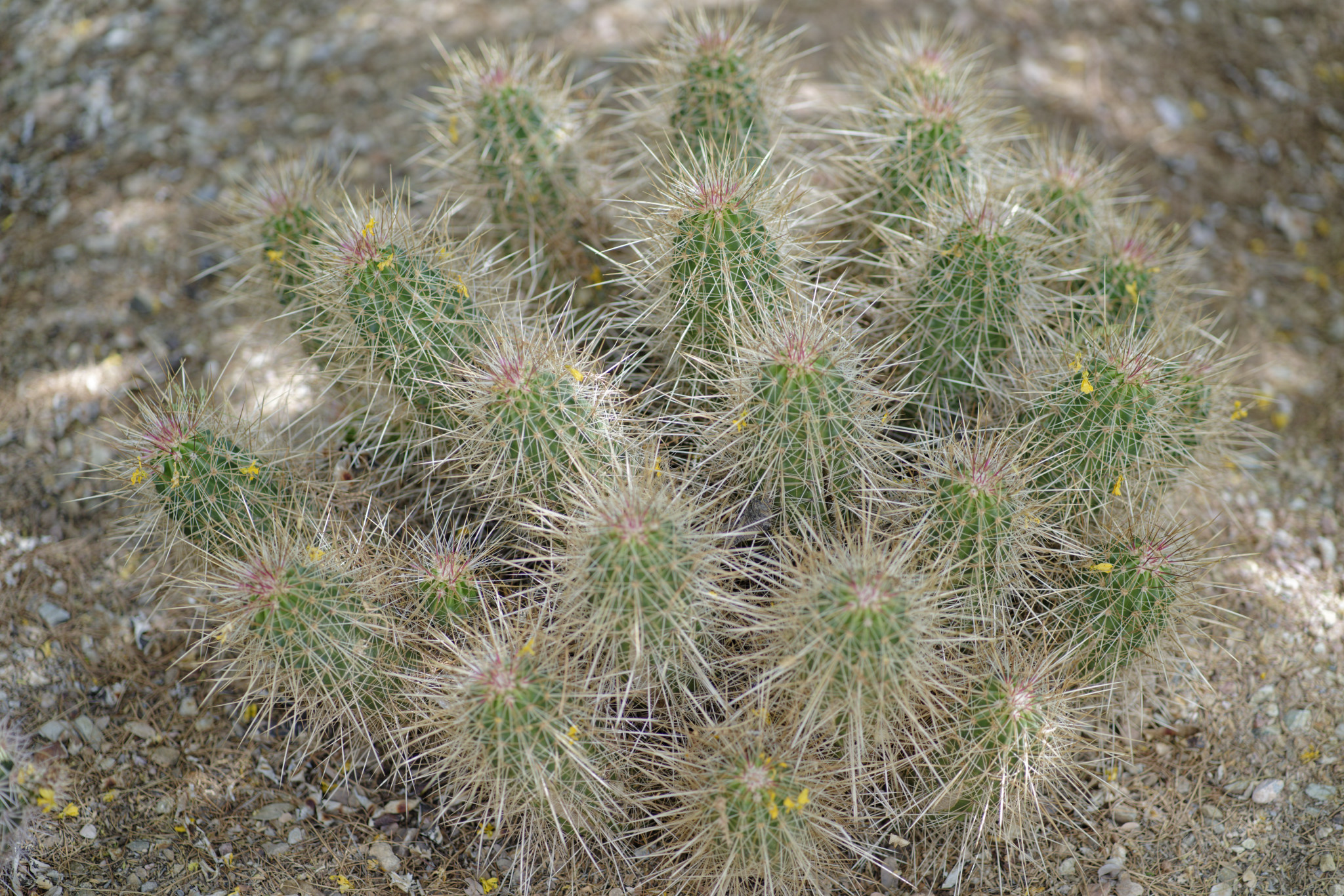 Desert Botanical Garden - SONY - SONY ILCE-7RM3 - FE 85mm F1.8