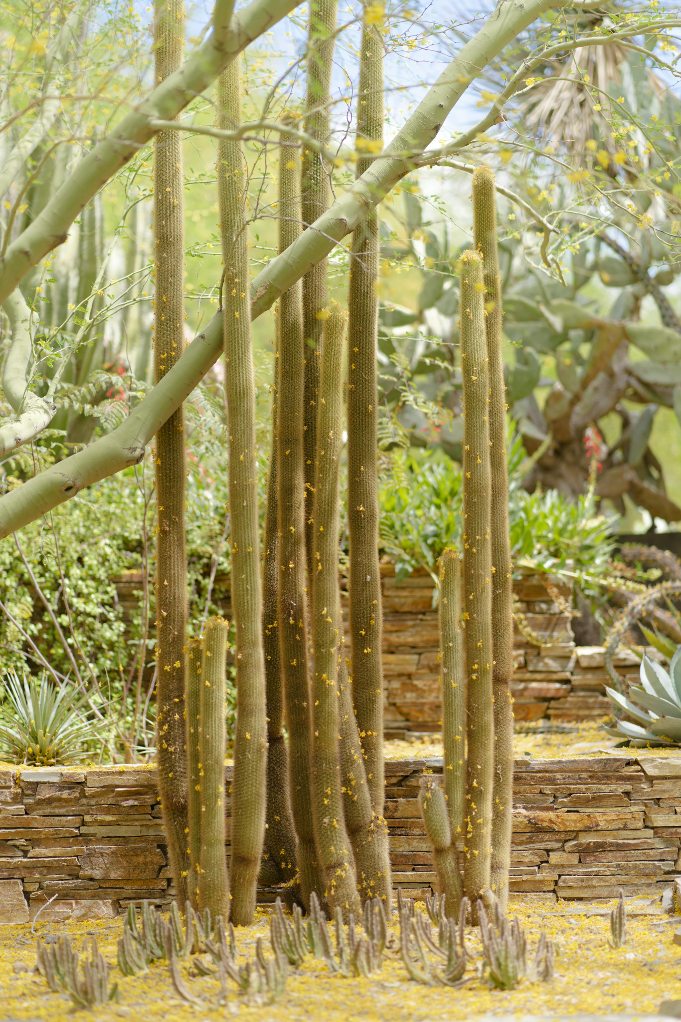 Desert Botanical Garden - SONY - SONY ILCE-7RM3 - FE 85mm F1.8