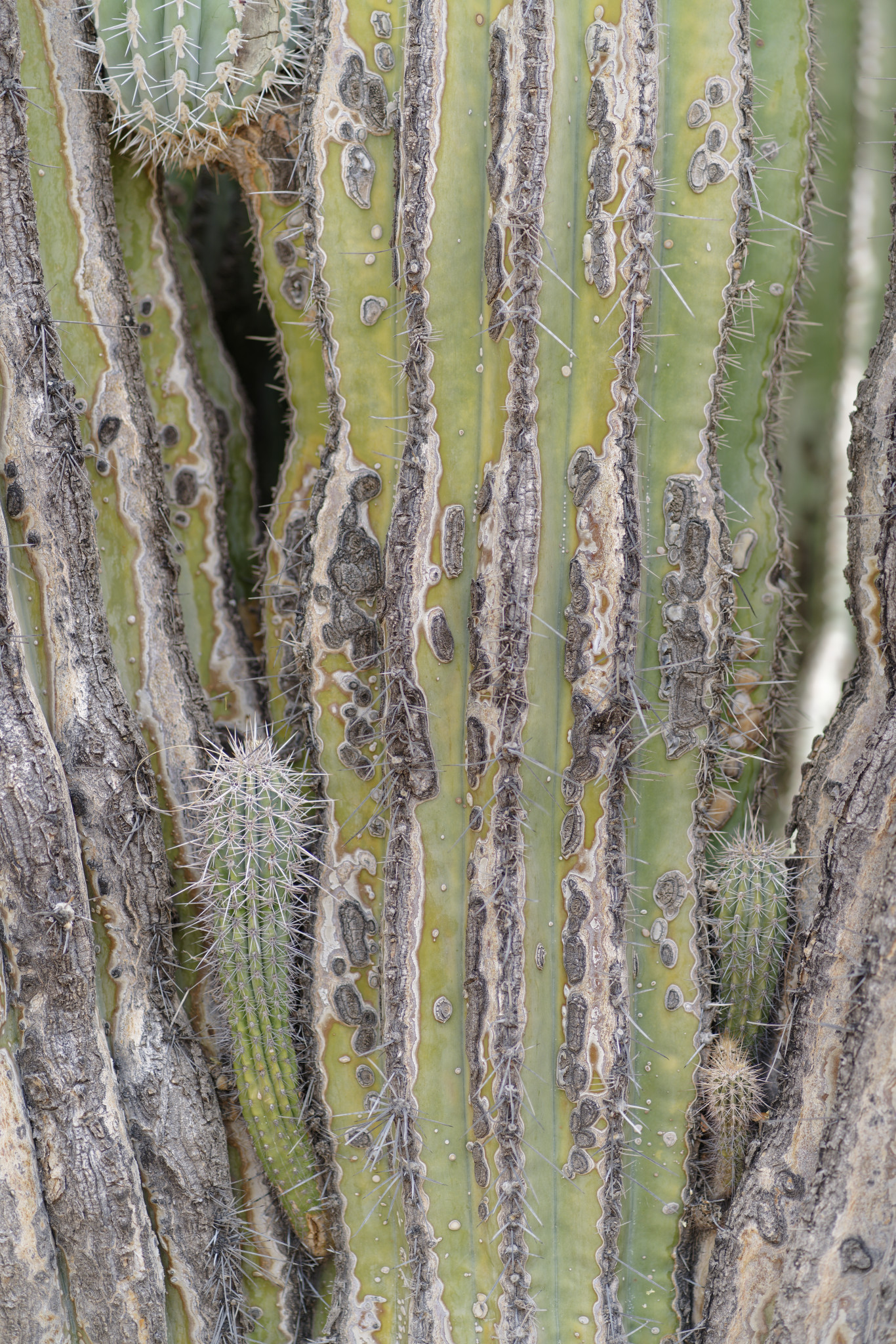 Desert Botanical Garden - SONY - SONY ILCE-7RM3 - FE 85mm F1.8