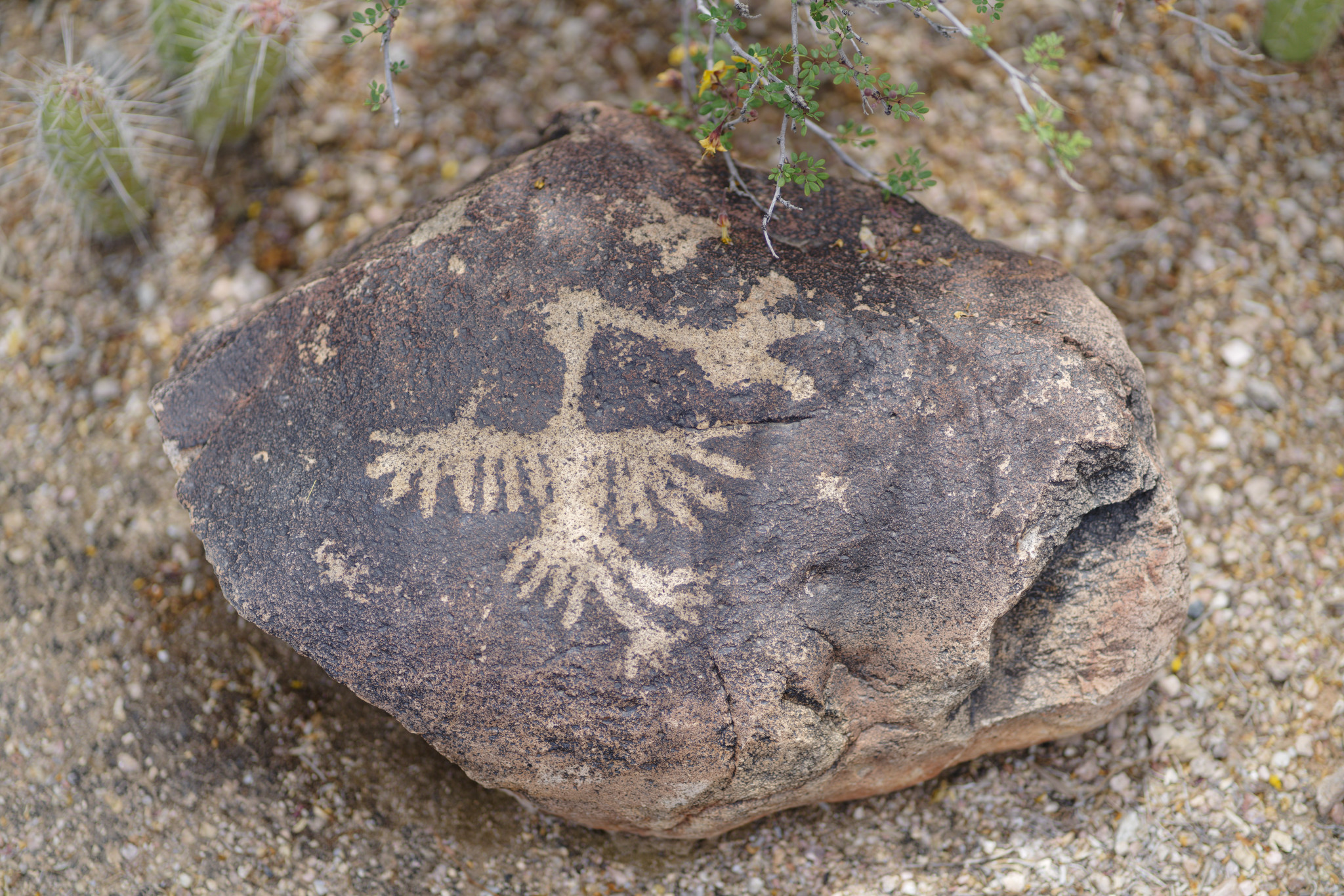 Desert Botanical Garden - SONY - SONY ILCE-7RM3 - FE 85mm F1.8