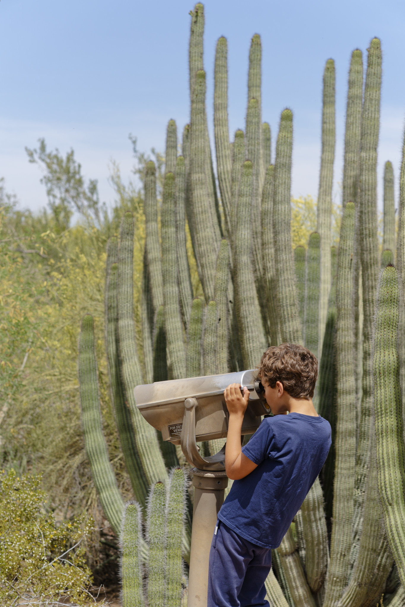 Desert Botanical Garden - SONY - SONY ILCE-7RM3 - FE 85mm F1.8