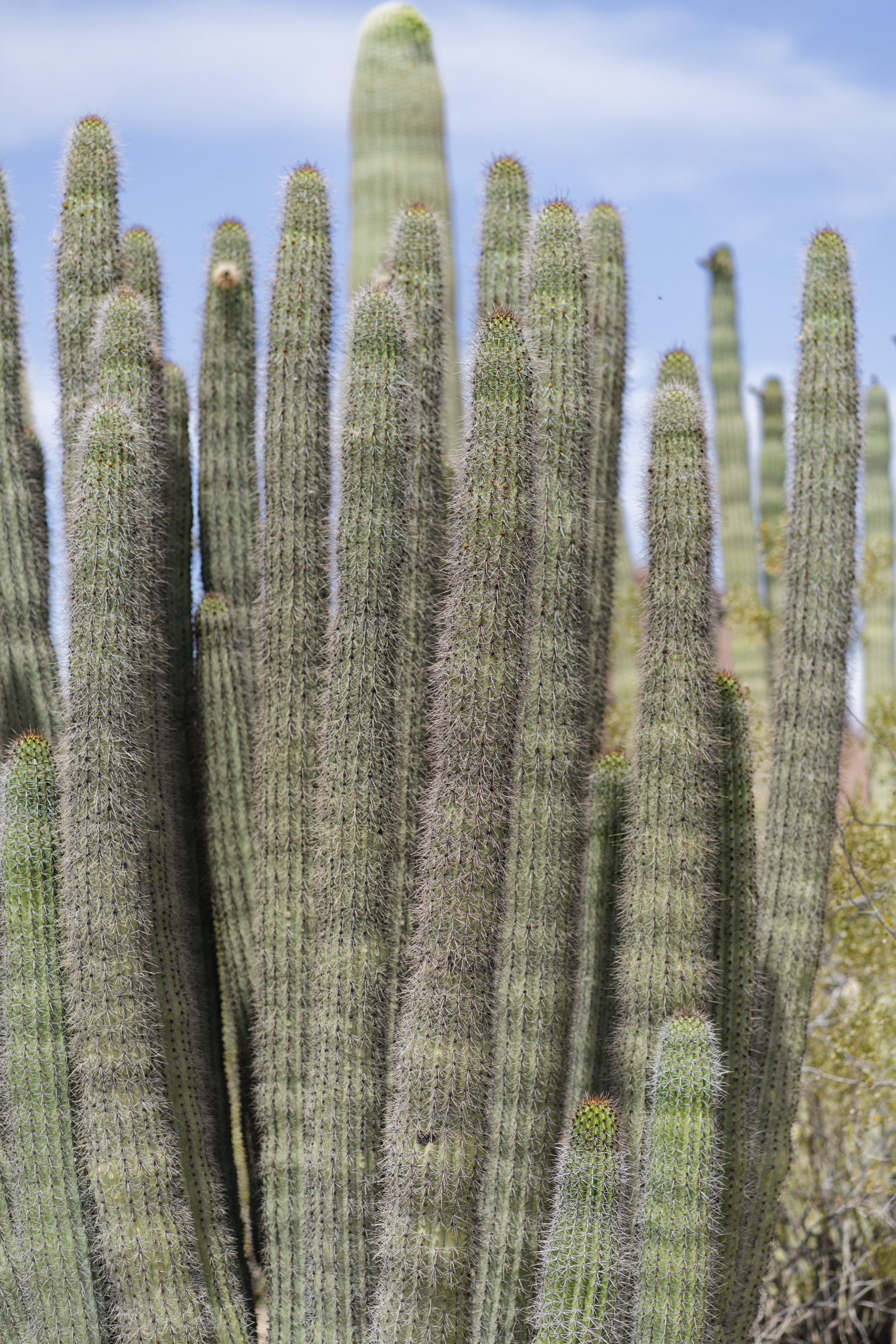 Desert Botanical Garden - SONY - SONY ILCE-7RM3 - FE 85mm F1.8
