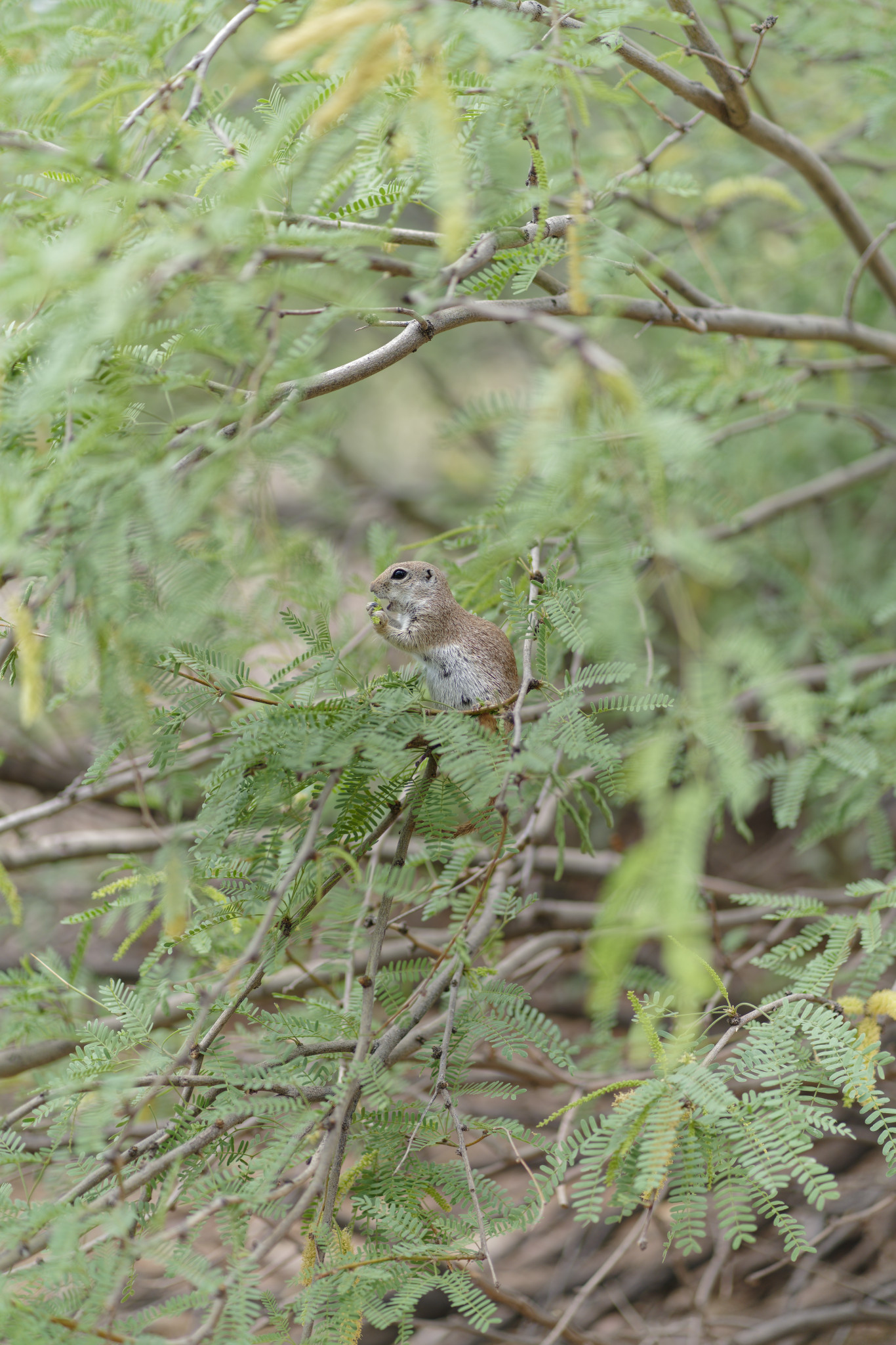 Desert Botanical Garden - SONY - SONY ILCE-7RM3 - FE 85mm F1.8