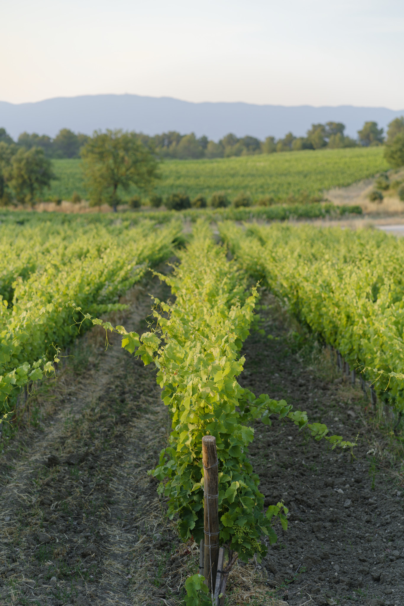 Château La Coste - SONY - SONY ILCE-7RM3 - FE 85mm F1.8