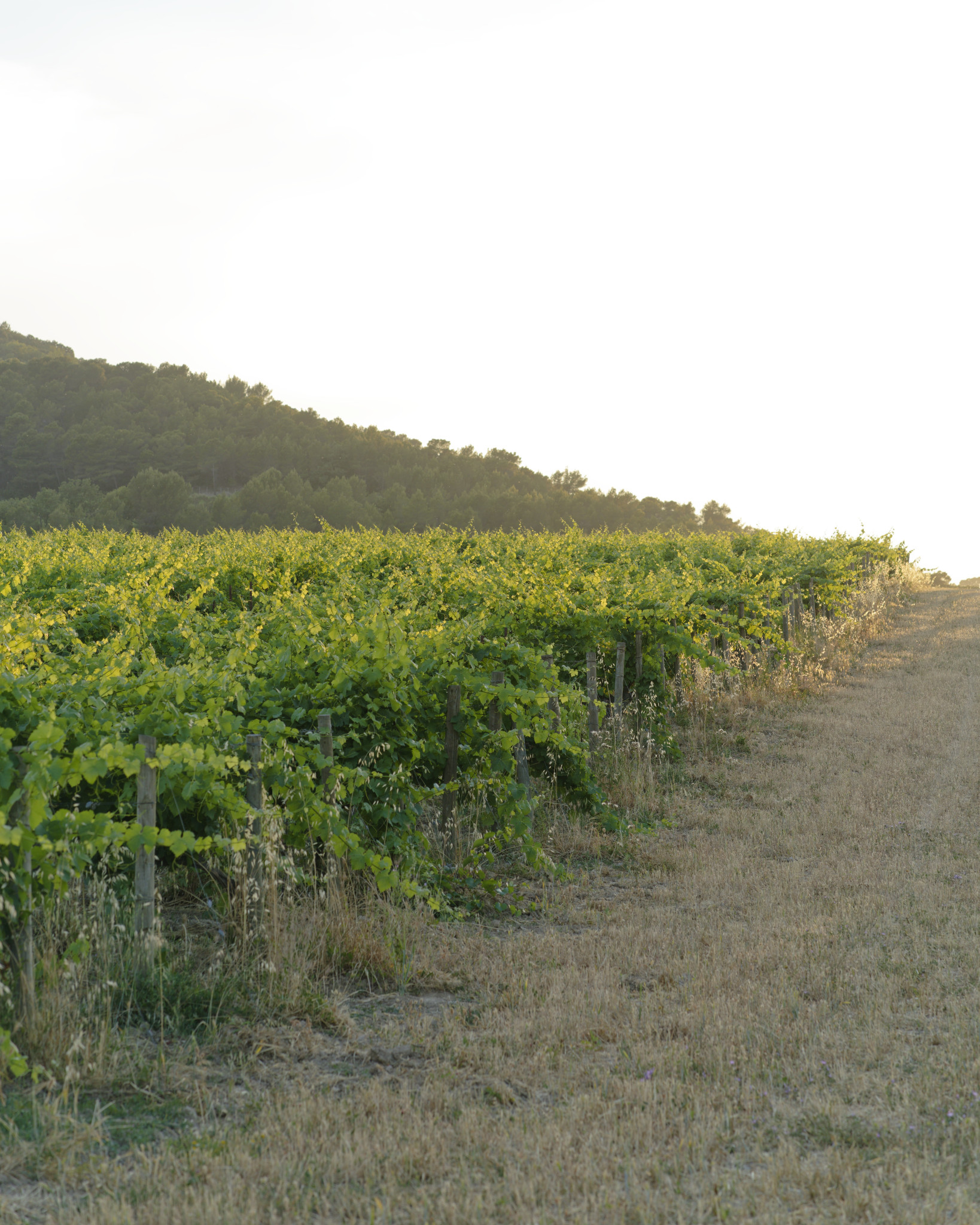 Château La Coste - SONY - SONY ILCE-7RM3 - FE 85mm F1.8