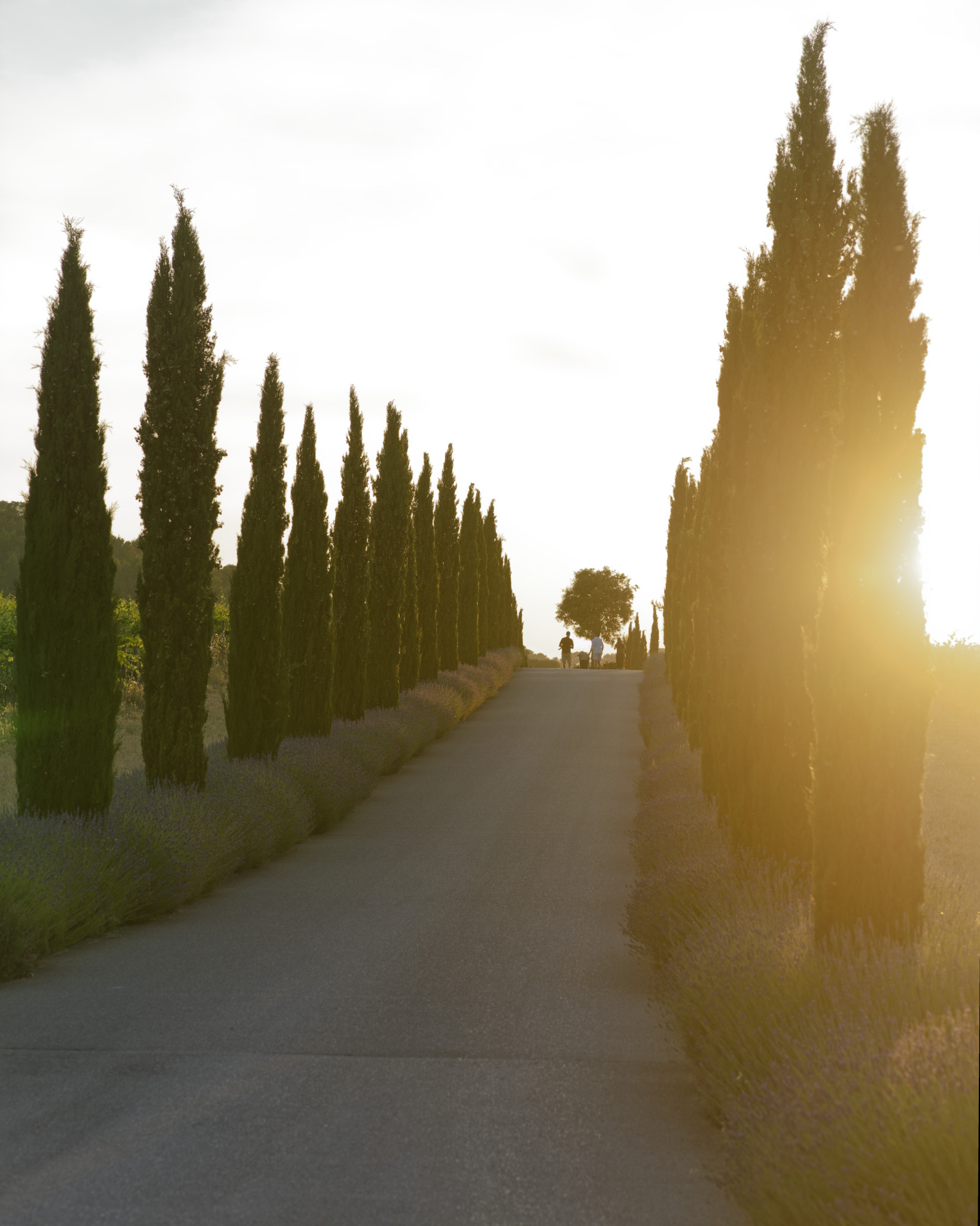 Château La Coste - SONY - SONY ILCE-7RM3 - FE 85mm F1.8