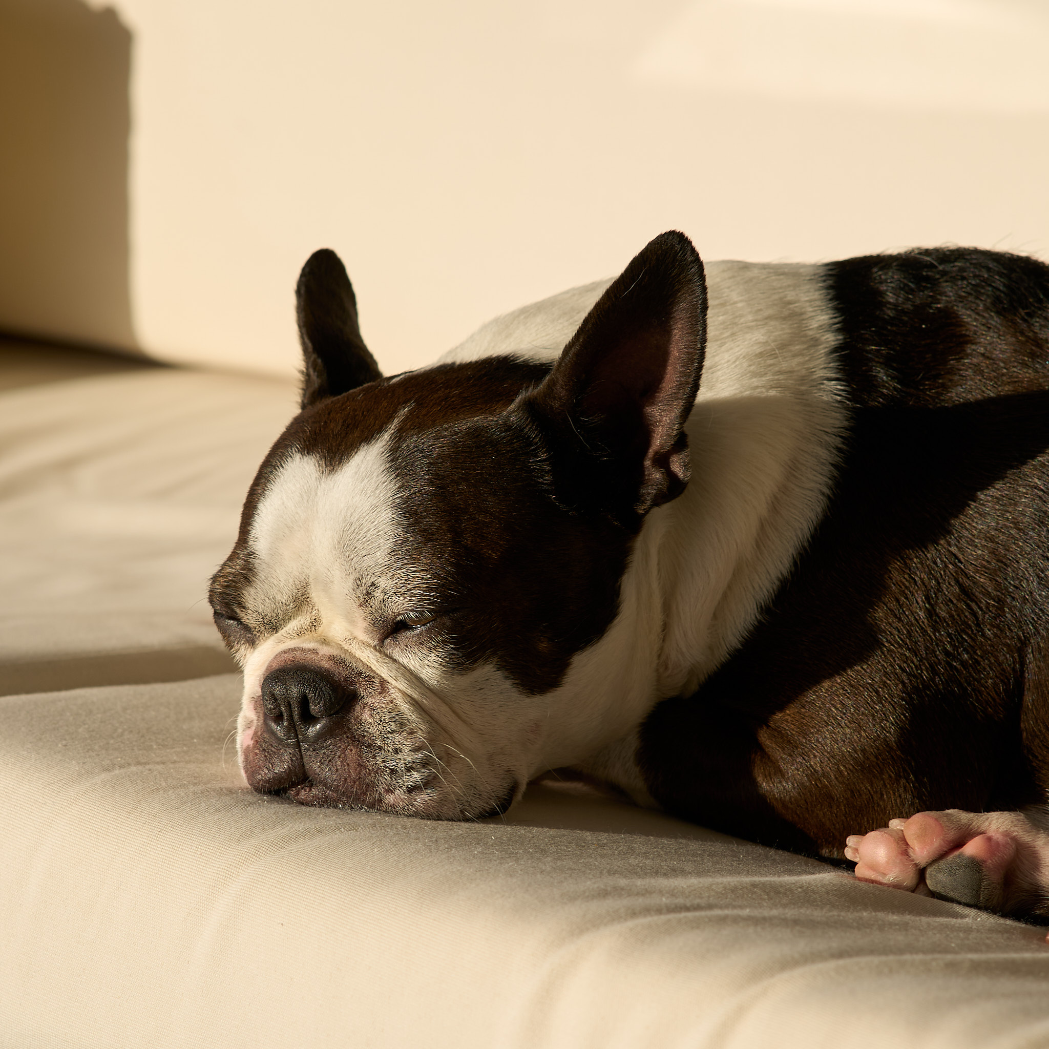 Bulli - SONY - SONY ILCE-7RM3 - FE 85mm F1.8